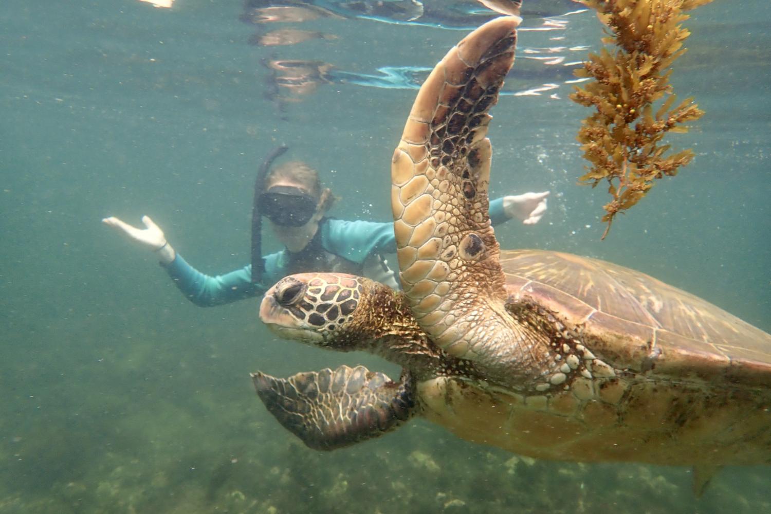 一名<a href='http://27t.ngskmc-eis.net'>全球十大赌钱排行app</a>学生在Galápagos群岛游学途中与一只巨龟游泳.